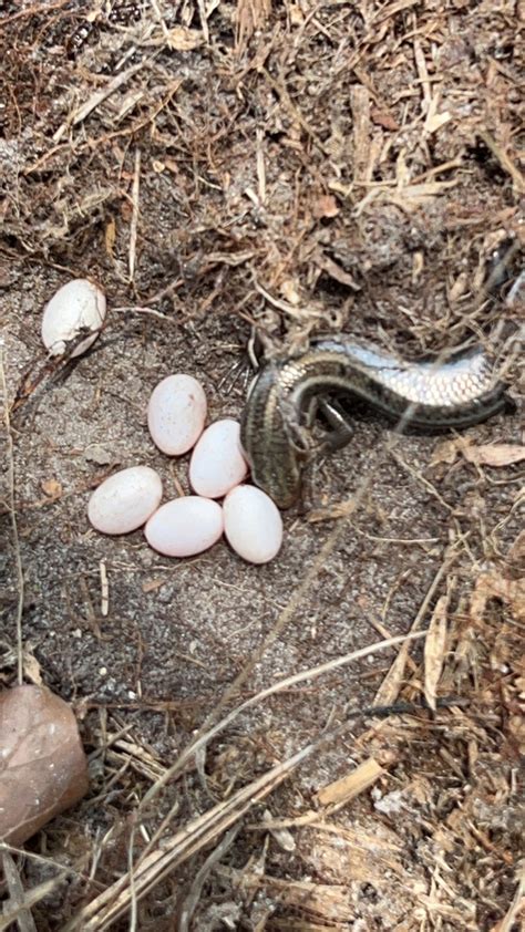 Common Five Lined Skink From Deridder On May 30 2023 At 12 11 PM By