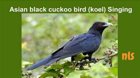 Asian Cuckoo Or Koel Bird Singing Sound Cuckoo Song Youtube