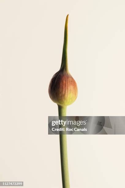 Budding Seed Fotografias E Filmes Do Acervo Getty Images