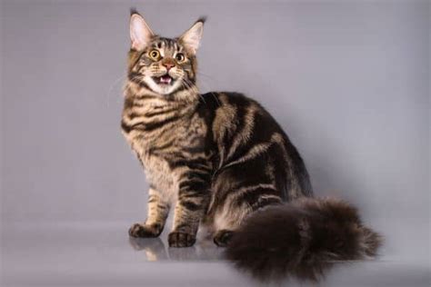 Maine Coon Brown Tabby Mix