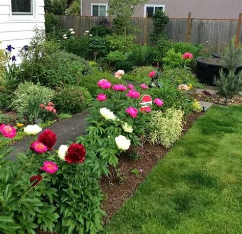 Peony Black Beauty (Черна красавица): снимка и описание, рецензии