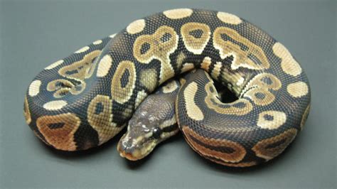 Female Cinnamon Ball Python by ReptileMan27 on DeviantArt