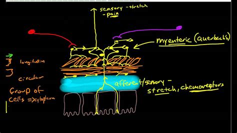 Physiology of Peristalsis - YouTube