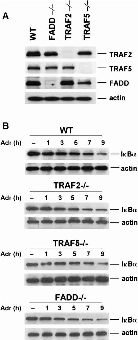 Adr Induced Ib Degradation In Traf2−− Traf5−− And Fadd−− Download Scientific Diagram