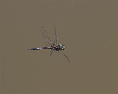 Common Baskettail in flight | Mike Powell