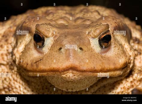 toad face  res stock photography  images alamy