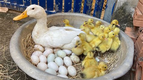 Amazing Pekin Duckling Hatching From Eggs Nee Baby Duck Youtube