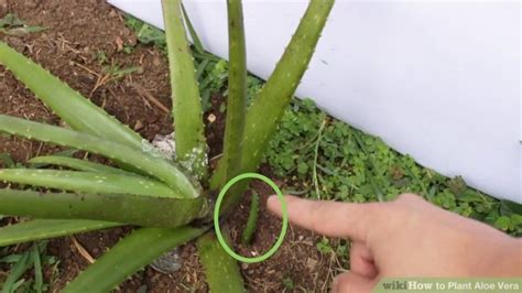 Steps involved in Aloe Vera propagation