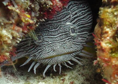 Marine Species: Splendid Toadfish • Scuba Diver Life