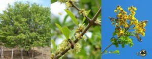 Heran A Natural Plantas Medicinais Da Caatinga E A Etnobiologia