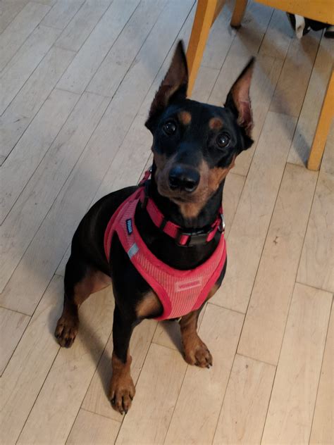 New client dog Bella was a blast... - Tailored Dog Training | Facebook