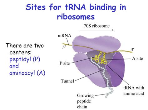 PPT Biosynthesis Of Proteins On Ribosomes PowerPoint Presentation