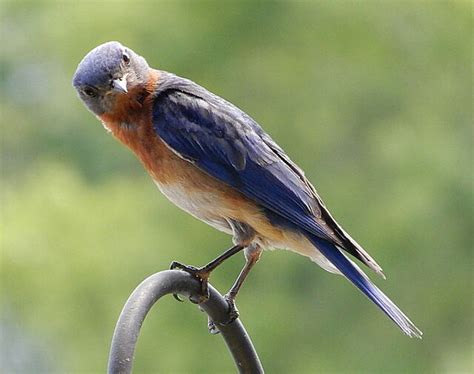 Eastern Bluebird