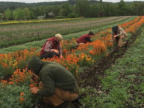 Collecting Seed from Harsh Paintbrush :: Prairie Appreciation Day
