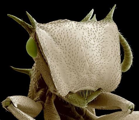 The Wonders Of The Electron Microscope 12 Pics