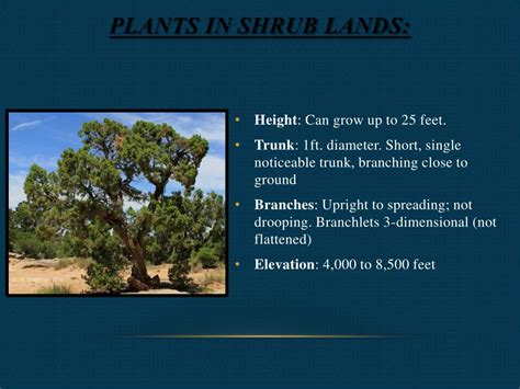 Ppt Biome Shrub Land Powerpoint Presentation Free Download Id2819228