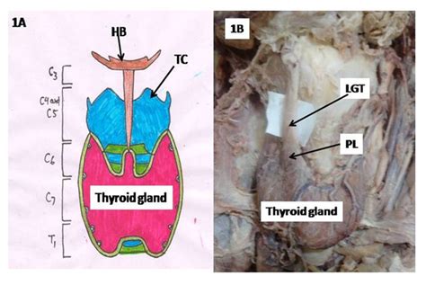 Thyroid Gland Anatomy