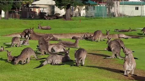 Large group of kangaroos spotted on golf course - ABC7 New York