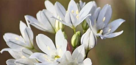 Fools Onion White Brodiaea White Triteleia Triteleia Hyacinthina