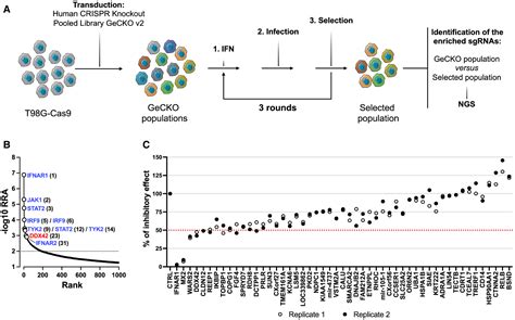 The Dead Box Rna Helicase Ddx Is An Intrinsic Inhibitor Of Positive