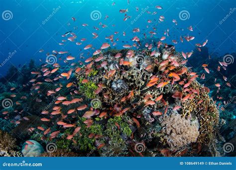 Vibrant Reef Fish In The Coral Triangle Stock Image Image Of