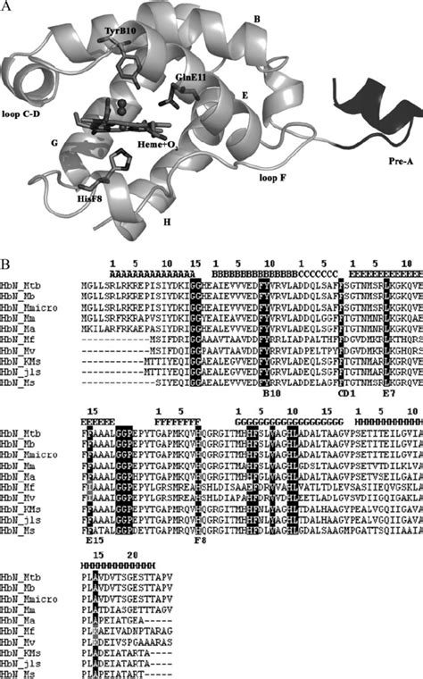 A Structure Of M Tuberculosis HbN Structural Feature Of M