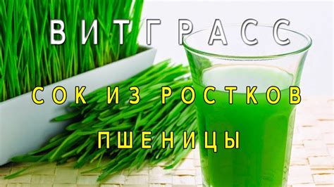 ВИТГРАСС СОК ИЗ РОСТКОВ ПШЕНИЦЫ - YouTube