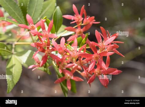 New South Wales Christmas Bush In Flower Stock Photo Alamy