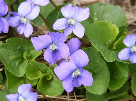 Violeta Aprende como cuidar cultivar reproducir y más sobre esta flor