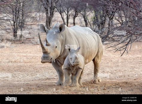 White rhinoceros with her baby in Namibia, Africa Stock Photo - Alamy