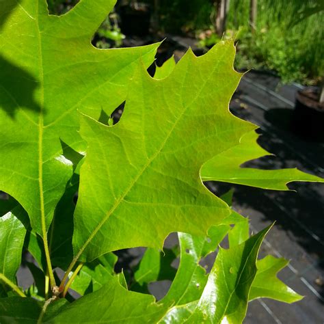 Quercus Palustris Green Pillar Pringreen K Rrek Utr C