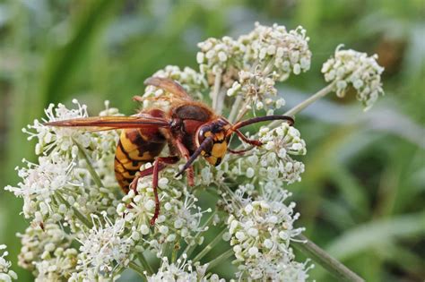 Femalespecimenofavespacrabroeuropeanhornet Pointe Pest Control Chicago Exterminator