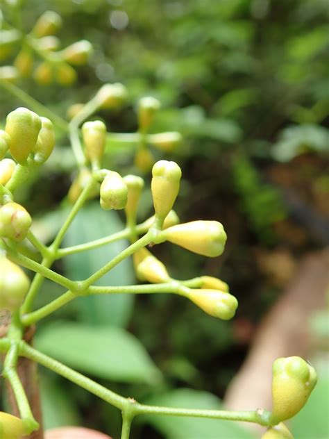 Syzygium Myrtaceae Image At Phytoimages Siu Edu