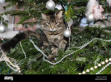 CHRISTMAS PUSSY CAT Stock Photo Alamy