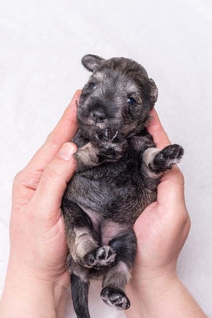 Un Cachorro Schnauzer Miniatura Ciego Reci N Nacido Acostado En Los