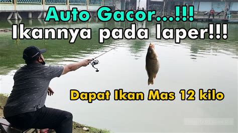 Strike 12 Kilo Ikan Mas Mancing Disini Ikannya Pada Laper Pemancingan