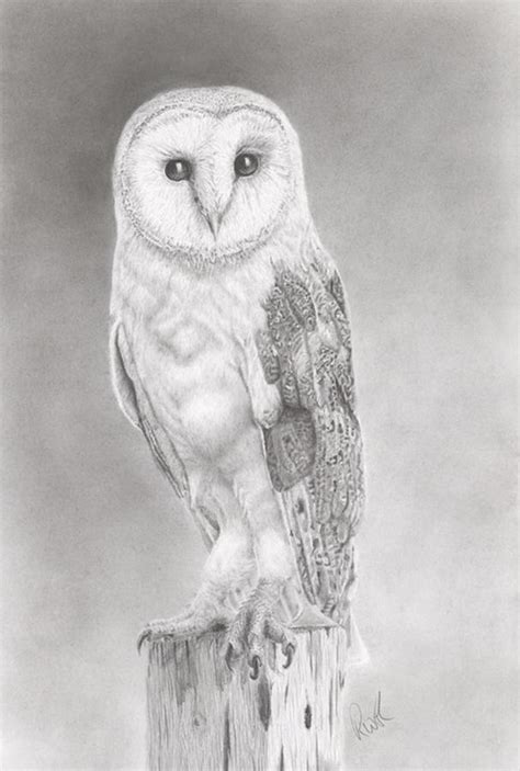 Barn Owl Creative Realistic Drawing Of A White Isolated Drawing Of A