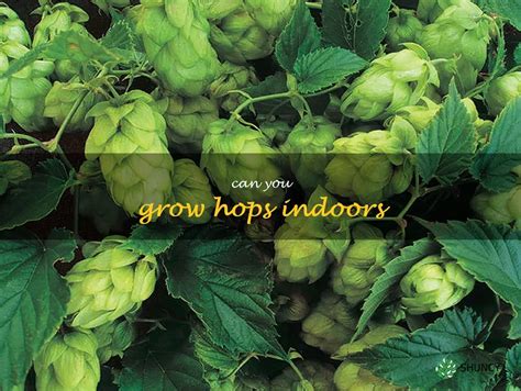 Indoor Hops Growing: A Guide To Growing Your Own Hops At Home | ShunCy