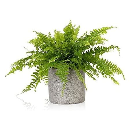 Ugaoo Golden Fern Plant With Self Watering Pot Amazon In Garden