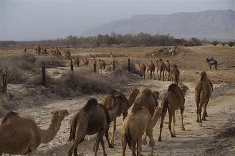 Ancient Nomadic Lifestyle