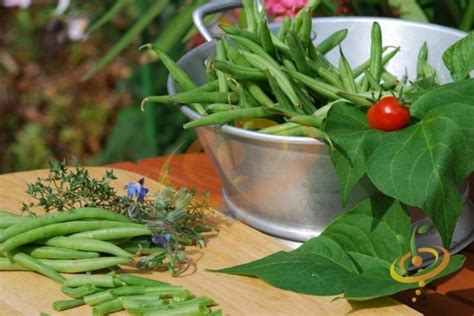 Green Bean Varieties, Types of Green Beans