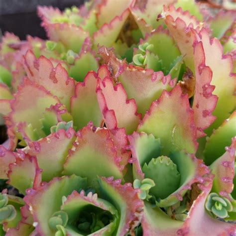 Kalanchoe Laetivirens Mother Of Thousands Plants Sunnyplants