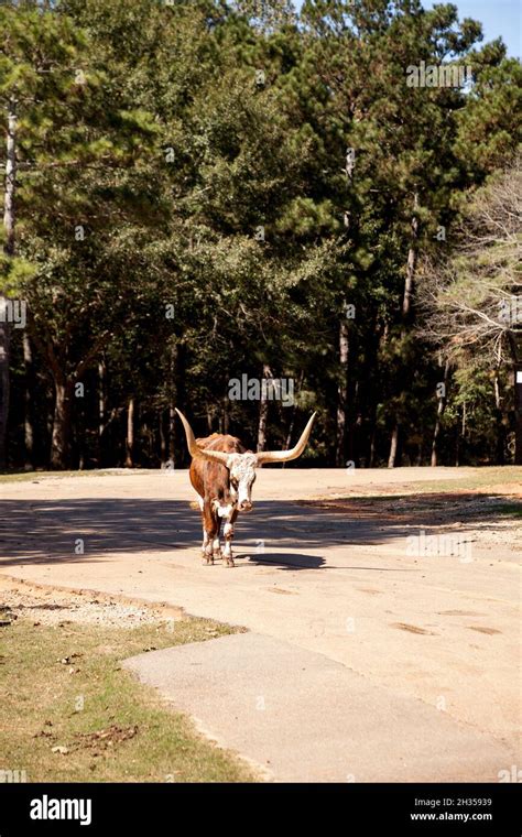 Texas longhorn cattle Bos taurus taurus with very large horns Stock ...