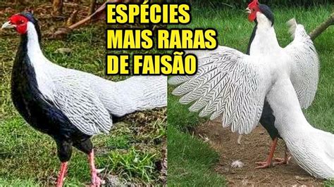 FAISÃO Conheça 5 especies incríveis dessa ave faisão YouTube