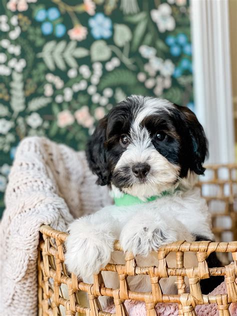 Schnoodle Full Size