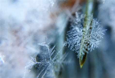 Fotos gratis agua naturaleza césped rama nieve frío invierno