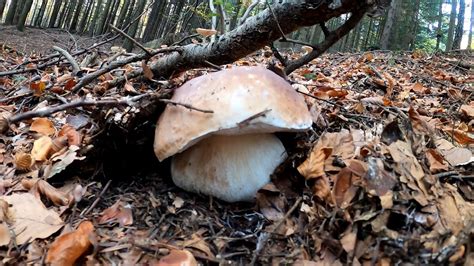 Grzyby Borowiki W Ostatnie Dni Pa Dziernika Cz Boletus Edulis