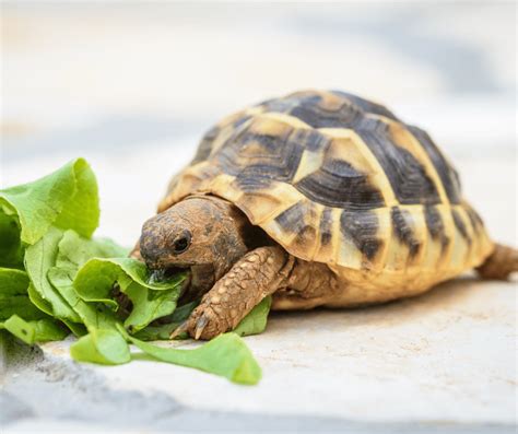 Top 10 Facts About Pet Turtles