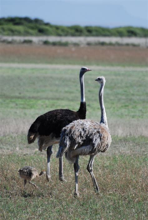 images nature prairie wildlife beak africa scenery ostrich