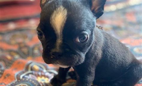 2 Gorgeous Male Frenchies 8 Weeks Old